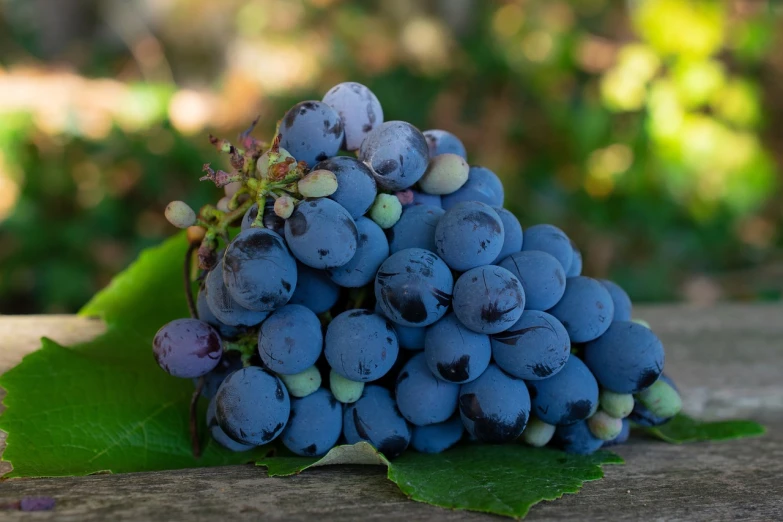 a bunch of blue grapes sitting on top of a wooden table, a portrait, by Leo Michelson, shutterstock, 1 6 x 1 6, photo taken in 2 0 2 0, thick and dense vines, central california