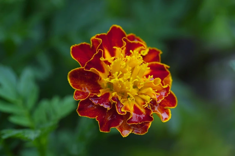 a close up of a red and yellow flower, arabesque, marigold flowers, after rain, closeup photo, portrait mode photo