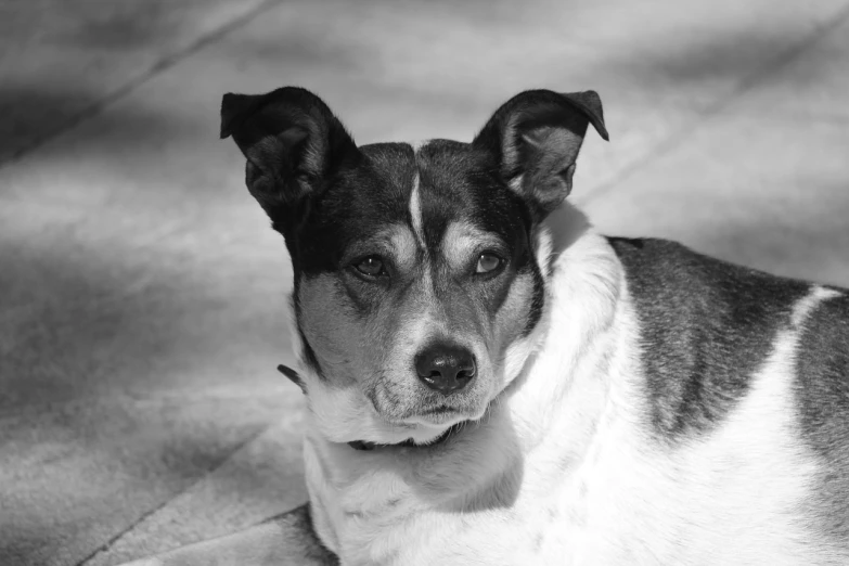 a black and white photo of a dog laying down, a black and white photo, inspired by George Barker, pixabay contest winner, bauhaus, with pointy ears, jack russel dog, perfectly shaded face, head and shoulder portrait