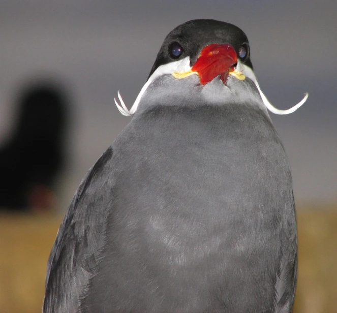 a close up of a bird with a mustache on it's head, by Jan Rustem, flickr, sōsaku hanga, jackstraws, red-eyed, bigger chin, 2005