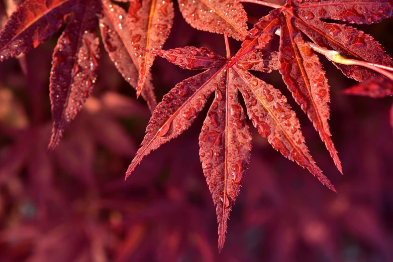 a close up of a leaf with water droplets on it, by Richard Carline, japanese maples, with red haze, barely lit warm violet red light, red trees