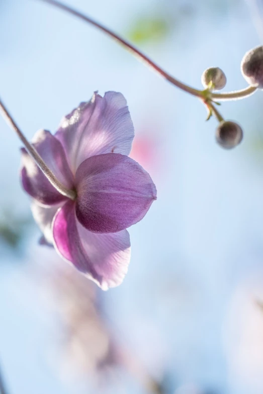 a close up of a flower on a branch, a macro photograph, inspired by Frederick Goodall, unsplash, clematis theme banner, soft blue and pink tints, flax, sakura