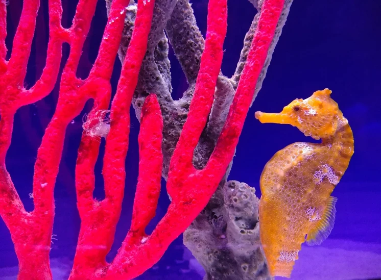 a close up of a sea horse in an aquarium, fantastic realism, 2019 trending photo, red and yellow color scheme, 🦩🪐🐞👩🏻🦳, sea sponges