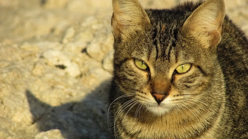 a close up of a cat sitting on a rock, trending on pixabay, photorealism, intense sunlight, scowling, profile picture 1024px, bastet