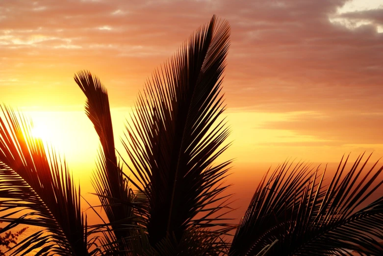 a palm tree with the sun setting in the background, romanticism, leaf, header, orange sunset, flash photo