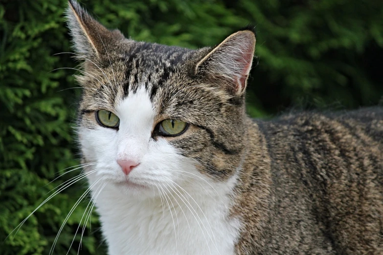 a close up of a cat with green eyes, a picture, pixabay, trimmed with a white stripe, looking smug, sharp nose with rounded edges, full body close-up shot