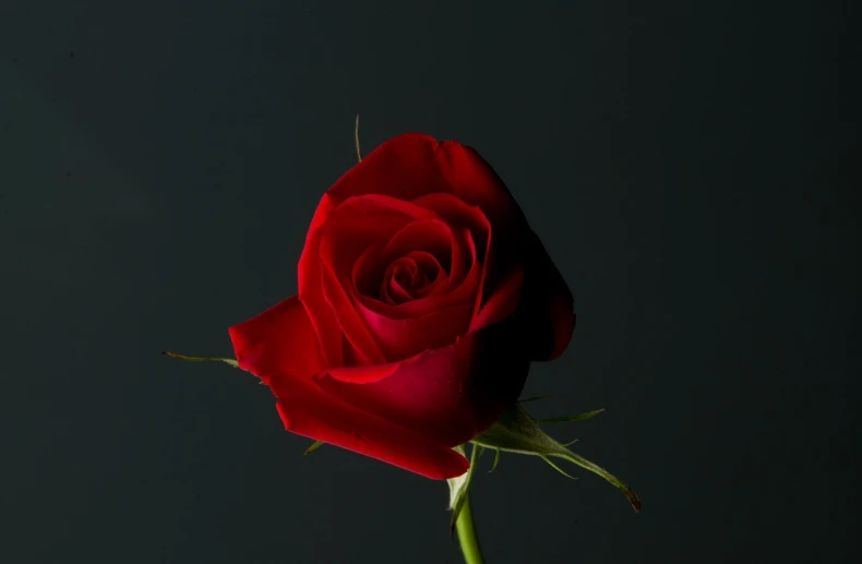 a single red rose against a black background, a picture, beautiful flower, wide screenshot, true love, asao urata