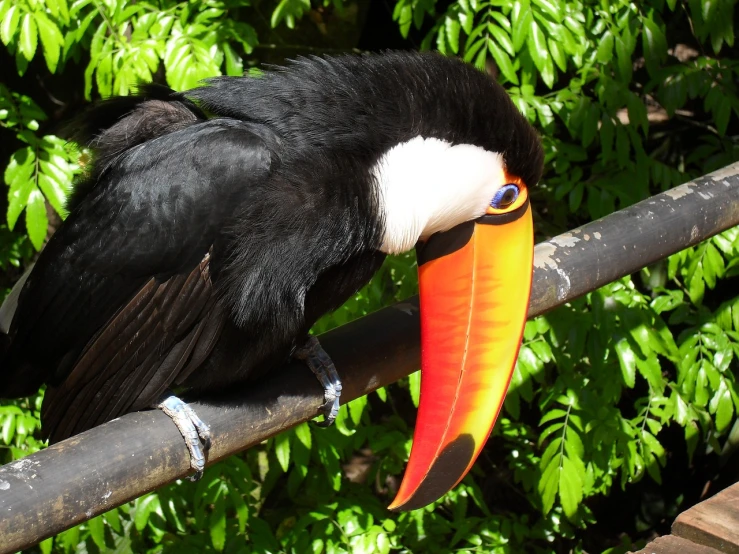 a black and orange bird sitting on top of a metal pole, by Dietmar Damerau, flickr, 6 toucan beaks, [ colourful, cornucopia, resting