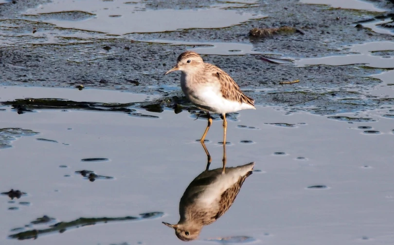 a small bird standing on top of a puddle of water, a portrait, by John Gibson, flickr, with a mirror, loosely cropped, some glints and specs, full length shot