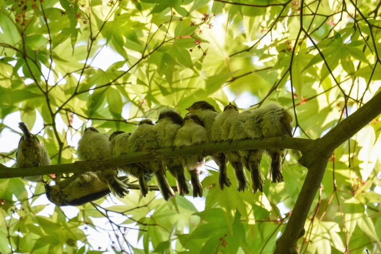 a group of birds sitting on top of a tree branch, flickr, precisionism, fluffy green belly, hanging upside down from a tree, asleep, in a sunbeam