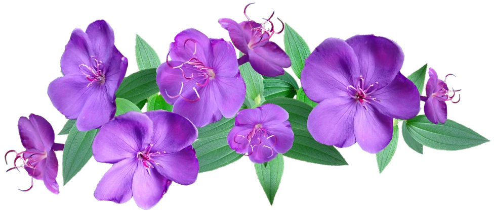 a bunch of purple flowers with green leaves, a digital rendering, shutterstock, bioluminescent plants, hd image, background image