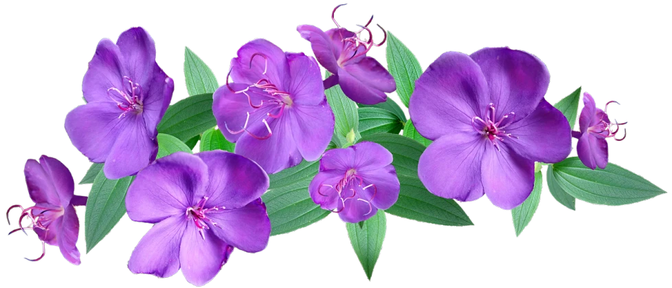 a bunch of purple flowers with green leaves, a digital rendering, shutterstock, bioluminescent plants, hd image, background image