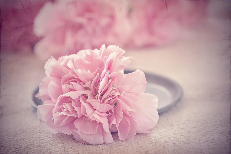 a pink flower sitting on top of a table, a picture, by Johanna Marie Fosie, carnation, beautiful texture, beautiful flower, girls