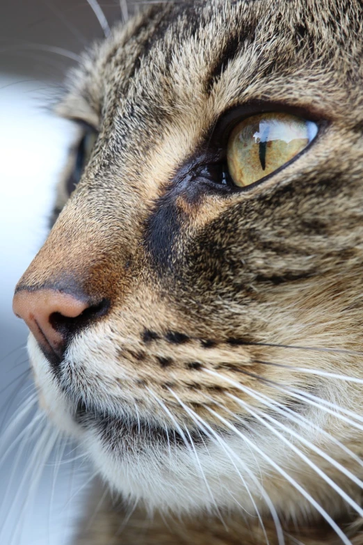 a close up of a cat's face with a blurry background, a macro photograph, highly detailed closeup portrait, close - up profile, high res photo, extremely detailed photo