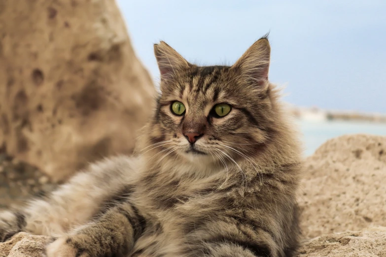 a cat that is laying down in the sand, shutterstock, furry art, sitting on rocks, with long hair and piercing eyes, closeup photo, portrait image