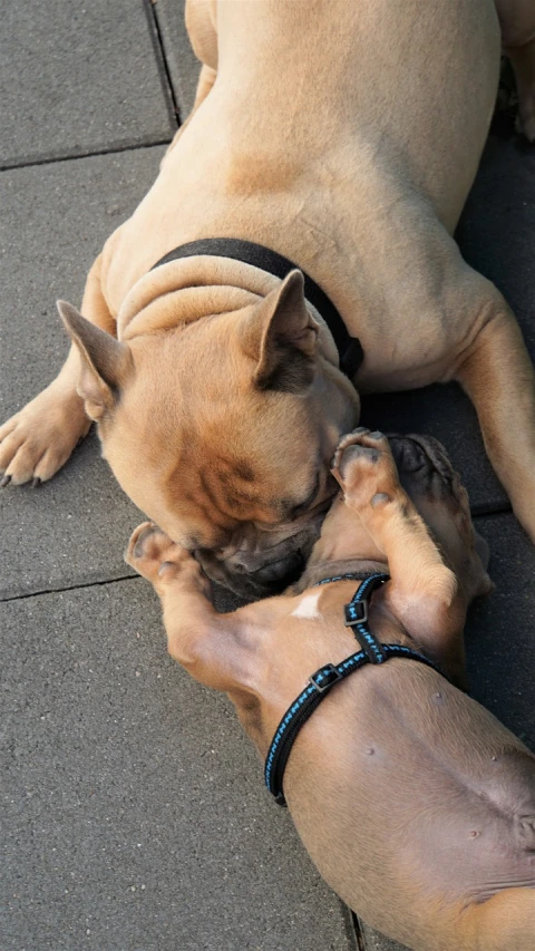 two dogs playing with each other on a sidewalk, a picture, renaissance, laying down with wrists together, tan, french bulldog, really close - up shot