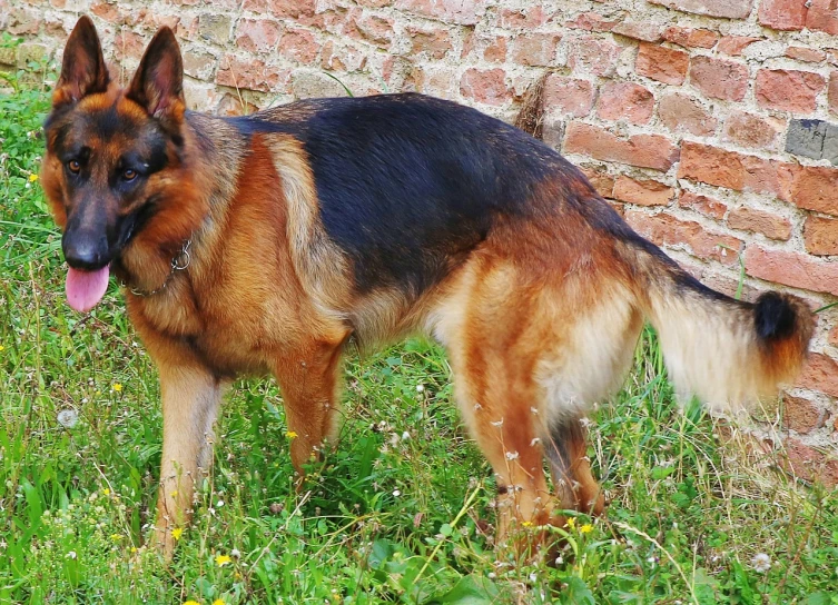 a dog that is standing in the grass, by Jan Stanisławski, pixabay, fine art, german shepherd, scales skin dog, side view of a gaunt, largest haunches ever