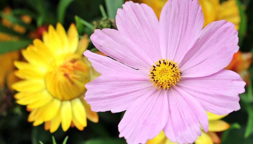 a close up of a pink flower with yellow flowers in the background, by Jan Rustem, view of the cosmos, high resolution, closeup - view, light pink tonalities