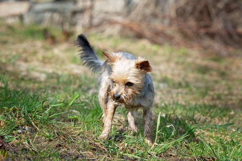 a small dog standing on top of a lush green field, a photo, messy blond hair, in a fighting stance, stalking, sharp detailed focus