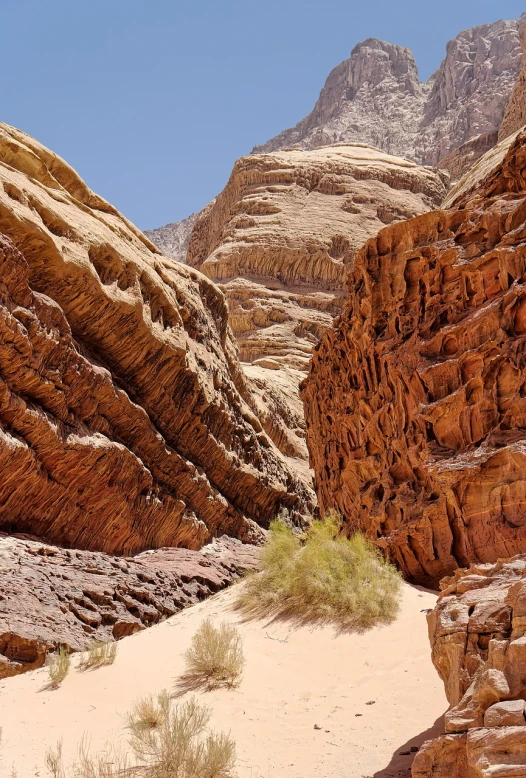 there is a small tree in the middle of the desert, shutterstock, les nabis, natural cave wall, usa-sep 20, erosion channels river, 278122496