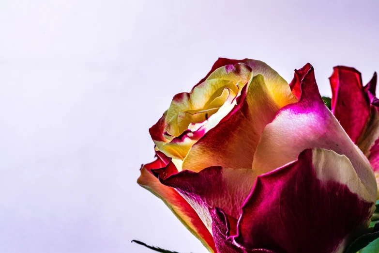 a close up of a flower with a sky background, a macro photograph, art photography, rose petals, set against a white background, some red and purple and yellow, 4 k product photo