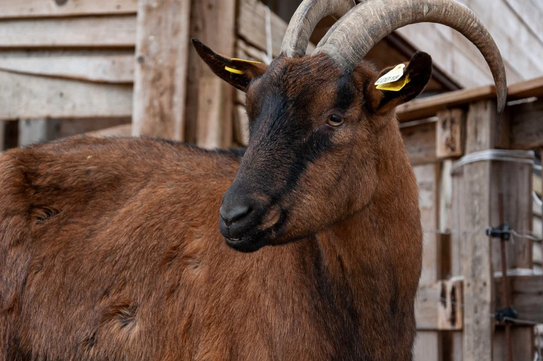a close up of a goat with large horns, a portrait, shutterstock, taken in zoo, a wooden, looking to the side, tourist photo