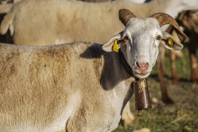 a close up of a goat with a bell around its neck, shutterstock, sheep, in a medium full shot, mid shot photo