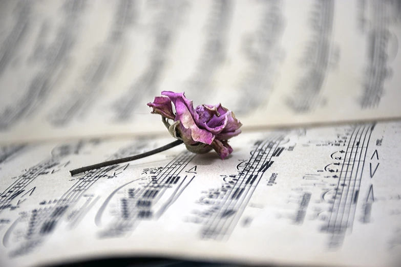 a rose sitting on top of a sheet of music, a macro photograph, by Li Mei-shu, dried flowers, beautiful random images, stems, violet tones