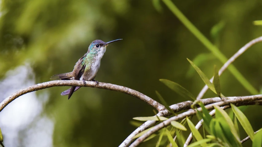 a small bird sitting on top of a tree branch, a portrait, arabesque, emerald, hummingbird, wallpaper - 1 0 2 4, peru