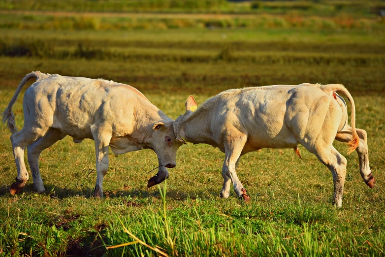 a couple of cows standing on top of a lush green field, a stock photo, shutterstock, violently fist fighting, capoeira, closeup photo, against dark background