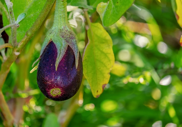 a close up of an eggplant on a tree, a stock photo, details and vivid colors, on a planet of lush foliage, very sharp photo