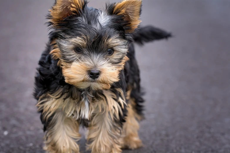 a small black and brown dog standing on a street, a portrait, by Matija Jama, pixabay, yorkshire terrier, puppies, flowing fur, smooth tiny details