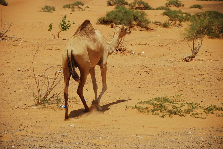 a camel that is walking in the dirt, flickr, ! low contrast!, al - qadim, wheelie, hot day