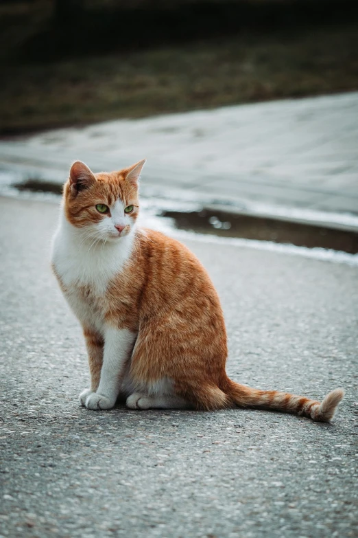 an orange and white cat sitting in the middle of the road, a picture, shot on 1 5 0 mm, nikolay, tyler, very detailed!