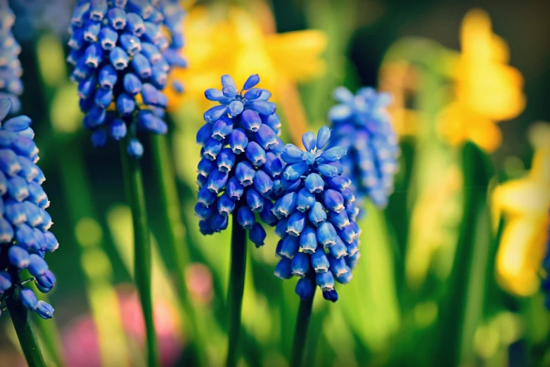 a bunch of blue flowers with yellow flowers in the background, a tilt shift photo, by Thomas Häfner, shutterstock, grape hyacinth, stylized photo, saturated colors, stock photo