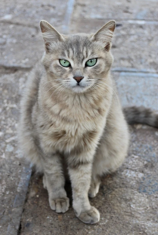 a cat with green eyes sitting on a sidewalk, flickr, renaissance, blond hair green eyes, greyish blue eyes, full of greenish liquid, silver eyes full body