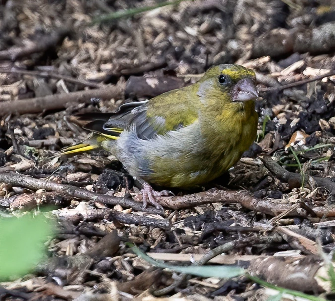 a small green bird sitting on the ground, a portrait, by Robert Brackman, yellow and greens, photo taken from far, smoldering, amongst foliage