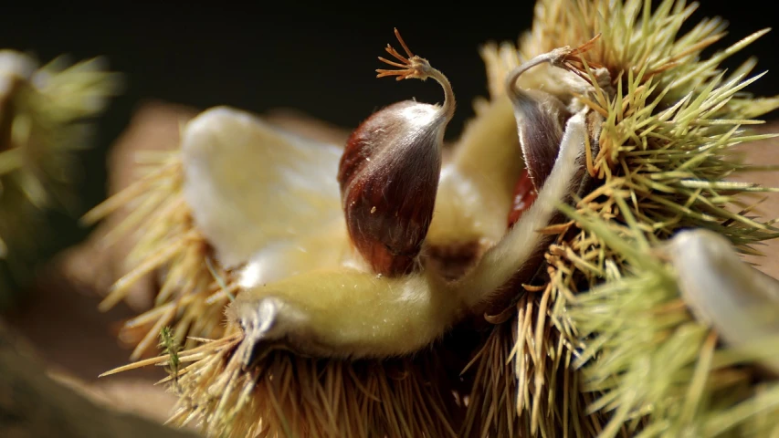 a close up of a piece of fruit on a tree, a macro photograph, by David Simpson, hurufiyya, chestnut hair, inside the flower, still from nature documentary, spikes on the body