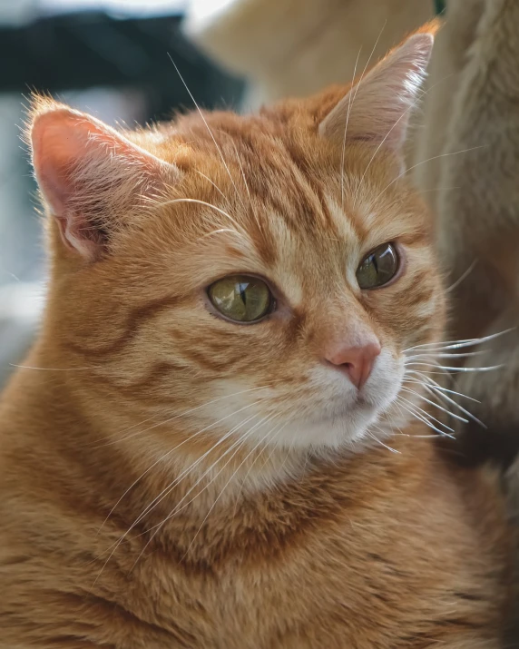 a close up of a cat laying on a couch, a portrait, shutterstock, ginger cat, closeup 4k, looking from shoulder, fat cat