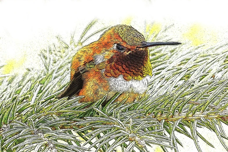 a bird sitting on top of a tree branch, a stipple, by Cindy Wright, hummingbird, orange fluffy belly, 7 0 mm. digital art, bashful expression