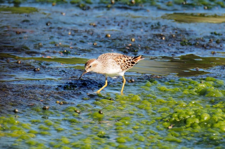 a bird that is standing in some water, swarming with insects, gold and green, moist brown carpet, at full stride