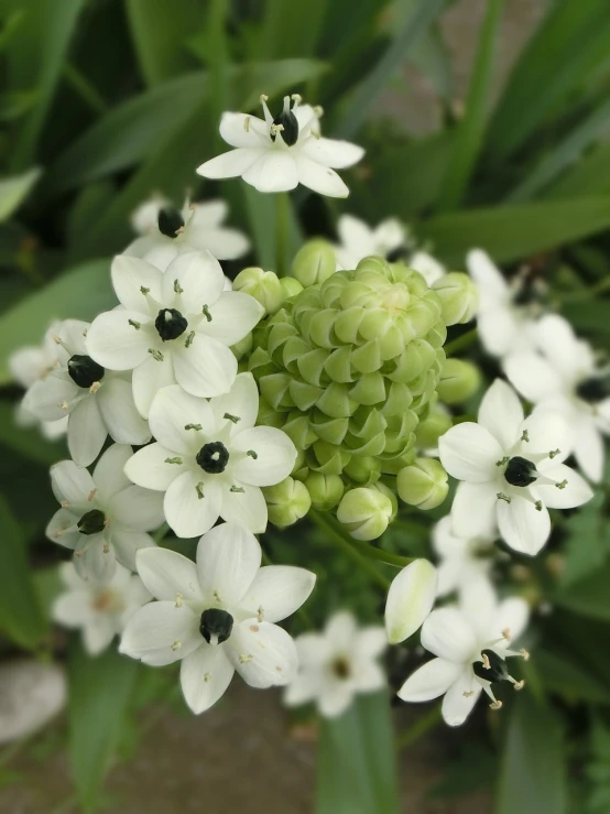 a close up of a bunch of white flowers, flickr, hurufiyya, an elegant green, cone shaped, intricate”, hyacinth