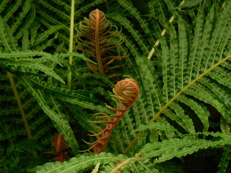 a close up of a plant with green leaves, by Robert Brackman, flickr, flame ferns, male and female, cone, undertailed