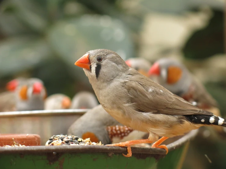 a group of birds sitting on top of a metal bowl, a portrait, trending on pixabay, mingei, pallid skin, having a snack, with laser-like focus, young female