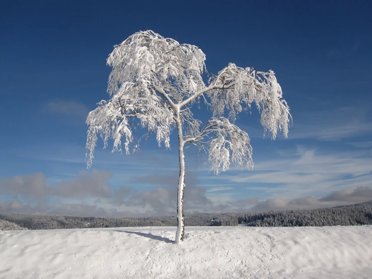 a lone tree in the middle of a snowy field, inspired by Arthur Burdett Frost, flickr, romanticism, frozen ice statue, birch, pine, covered in white flour