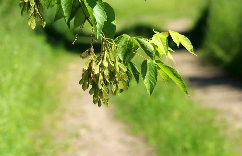 a bunch of green leaves hanging from a tree, hurufiyya, seeds, on the side of the road, istockphoto, summer day