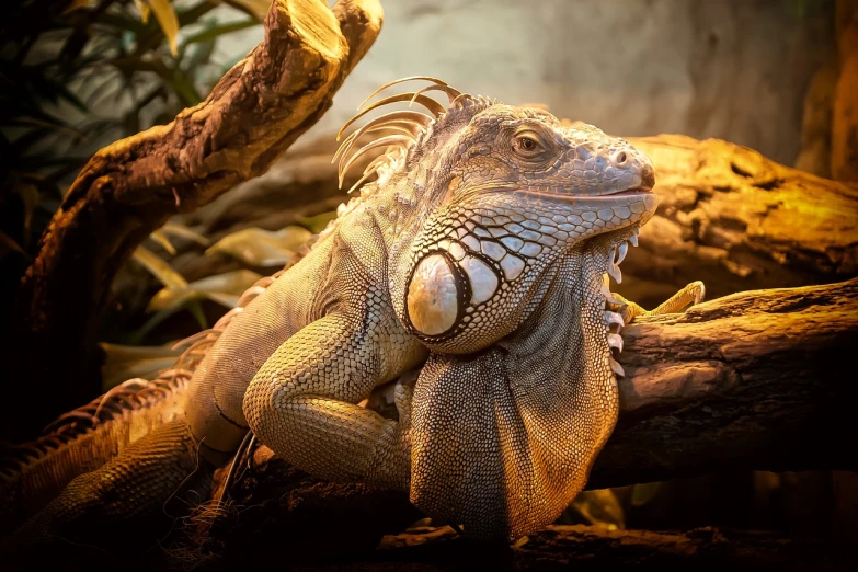 a large lizard sitting on top of a tree branch, by Brian Thomas, pixabay contest winner, photorealism, resting on his throne, cocky smirk, golden light, pet animal