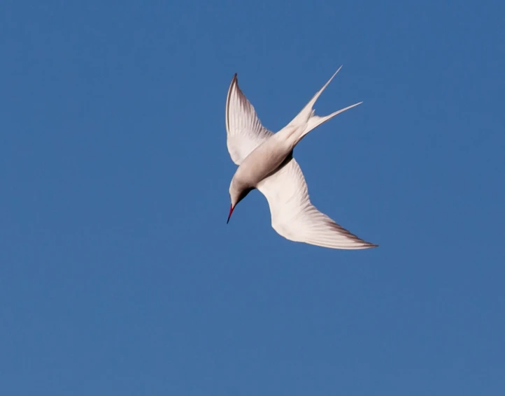 a white bird flying through a blue sky, by Erwin Bowien, flickr, arabesque, long pointy pink nose, red-eyed, sleek spines, charlize