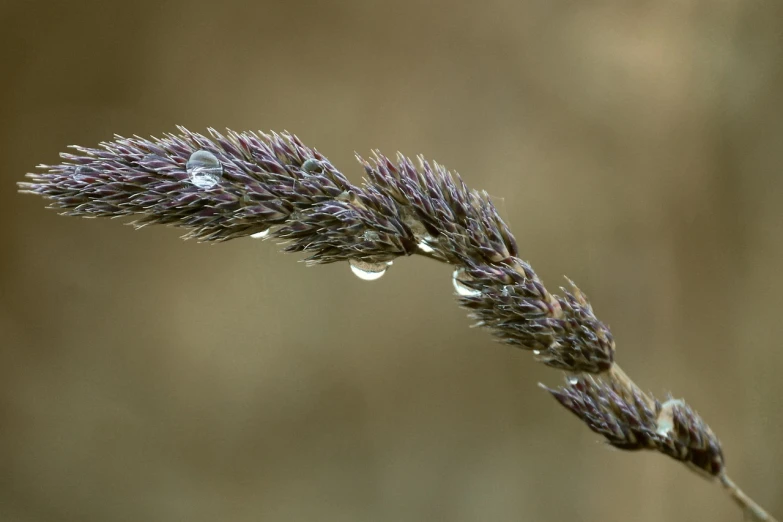 a close up of a plant with water droplets on it, a macro photograph, by Jan Rustem, flickr, minimalism, phragmites, tumbleweed, wildflowers and grasses, shepherd's crook