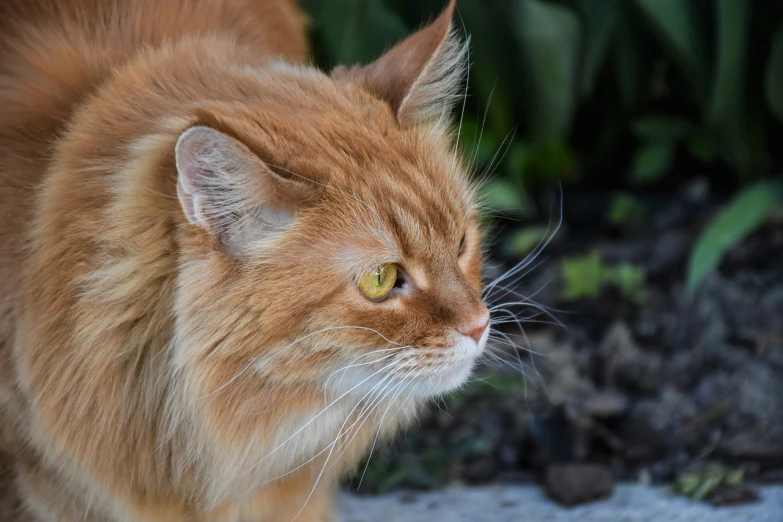 a cat that is standing in the dirt, a pastel, by Maksimilijan Vanka, pixabay, flowing ginger hair, profile close-up view, zoomed out portrait of a duke, noctilux 50mm